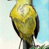 MM 401 A5 Watercolour Pencil