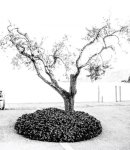 Tree captured in mono