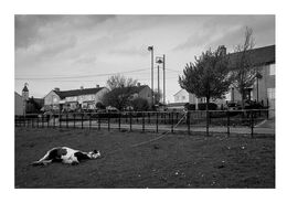 Sleeping Horse A4 print