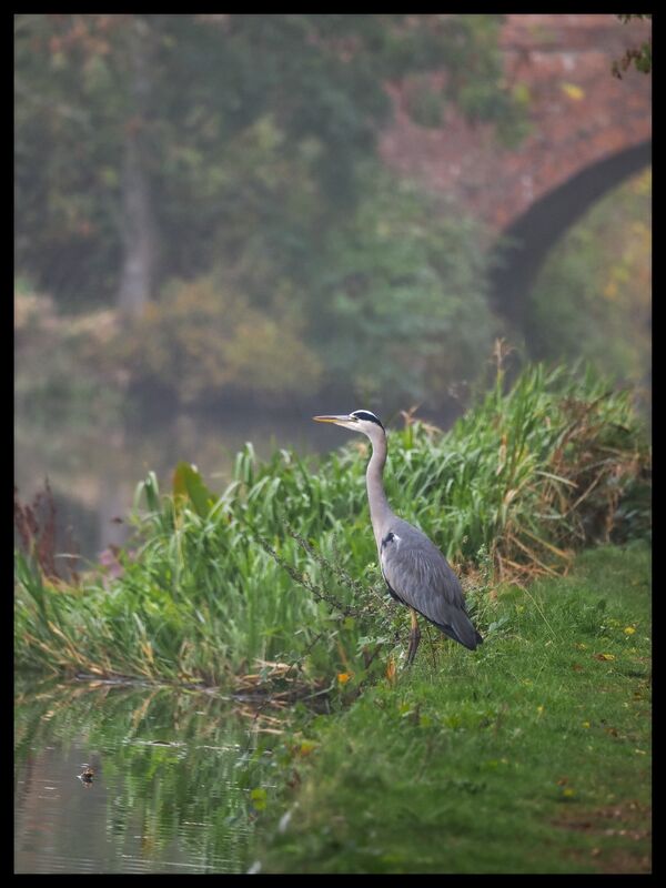 Grey heron on foggy day