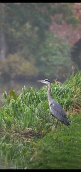 Grey heron on foggy day