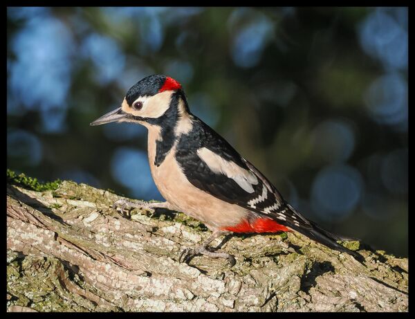 Male greater spotted woodpecker