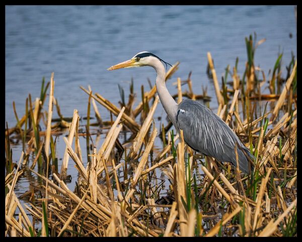 Grey heron