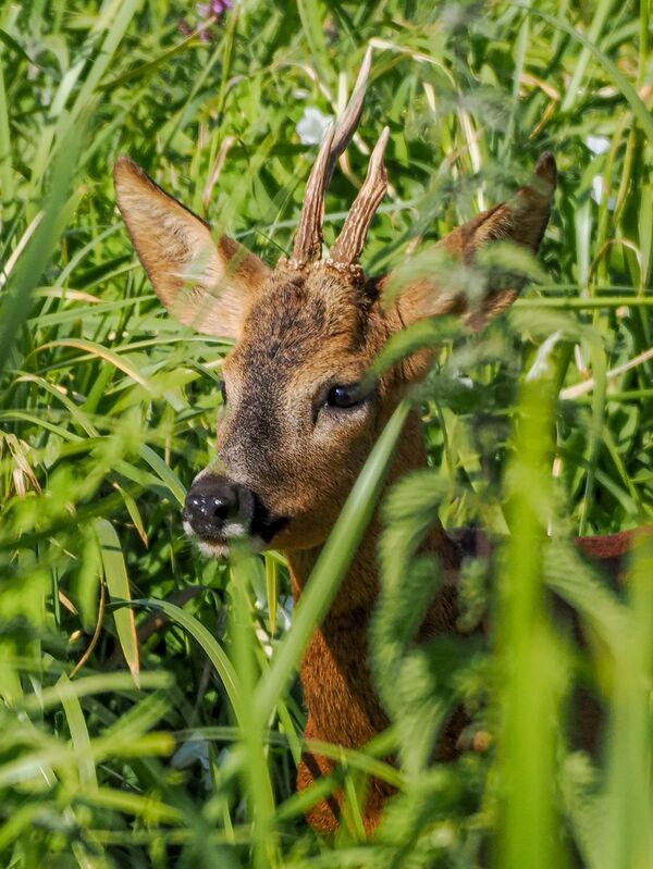 Roe deer peeking through the reeds