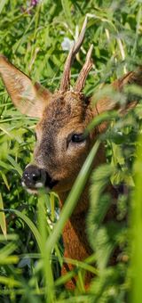 Roe deer peeking through the reeds