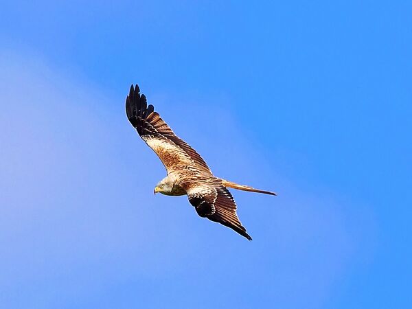 Redkite