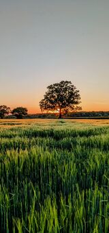 Brinklow sunset