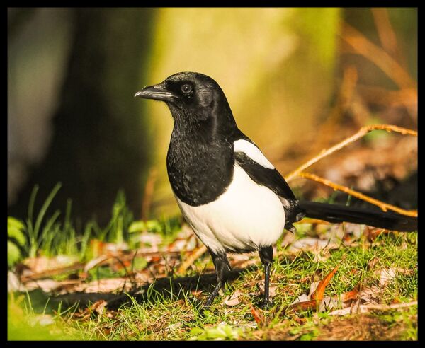 Magpie