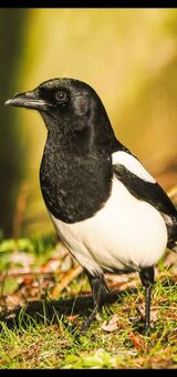 Magpie