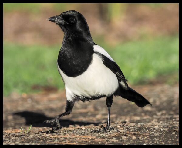 Magpie