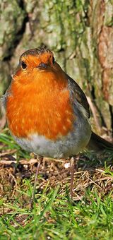 Robin