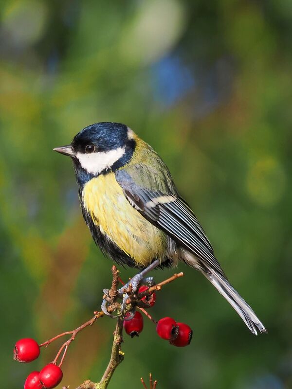 Great tit
