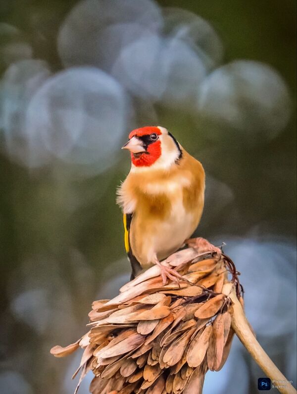 Goldfinch