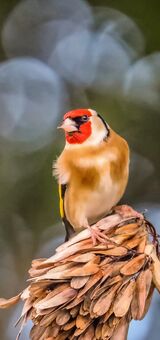 Goldfinch