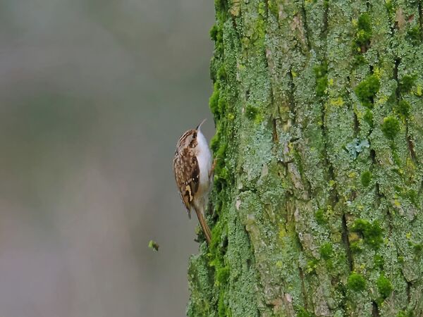 Tree creeper