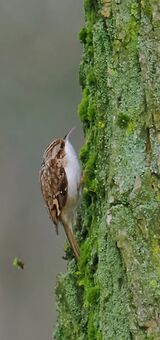 Tree creeper