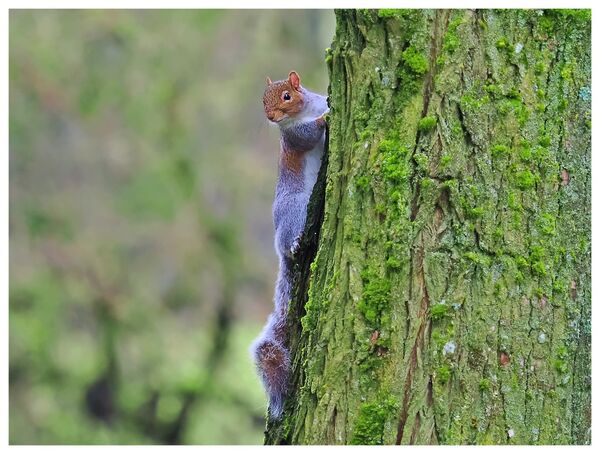 Grey squirrel