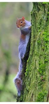Grey squirrel