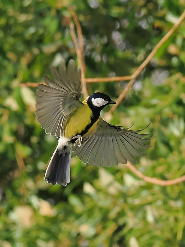 Great tit