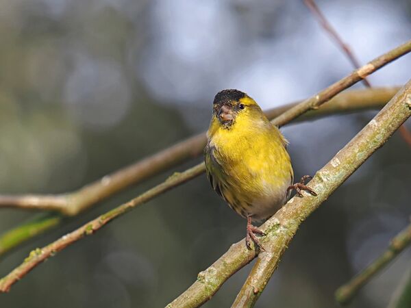 Siskin