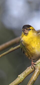 Siskin