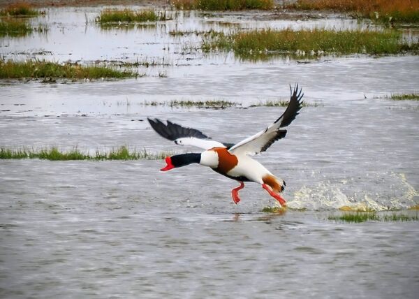 Shelduck