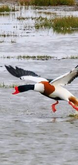 Shelduck