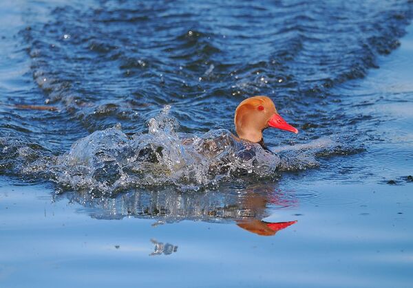 Red crested Pochard