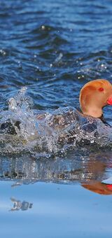 Red crested Pochard
