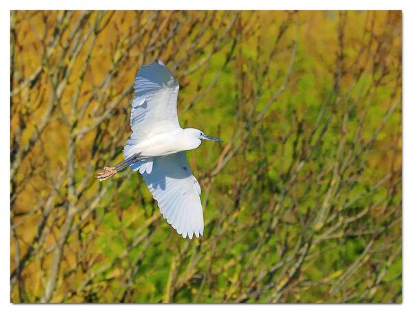 Little egret