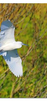 Little egret