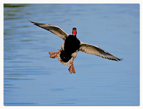 Red crested Pochard