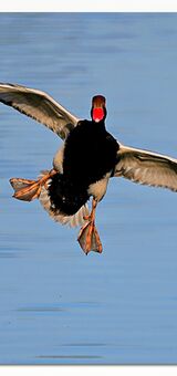 Red crested Pochard