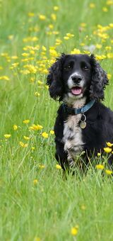 Loki