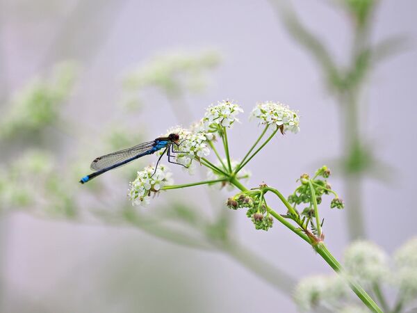 Red eye damselfly