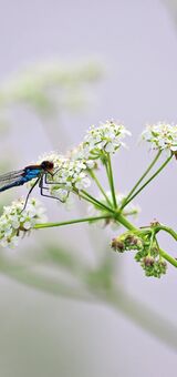 Red eye damselfly