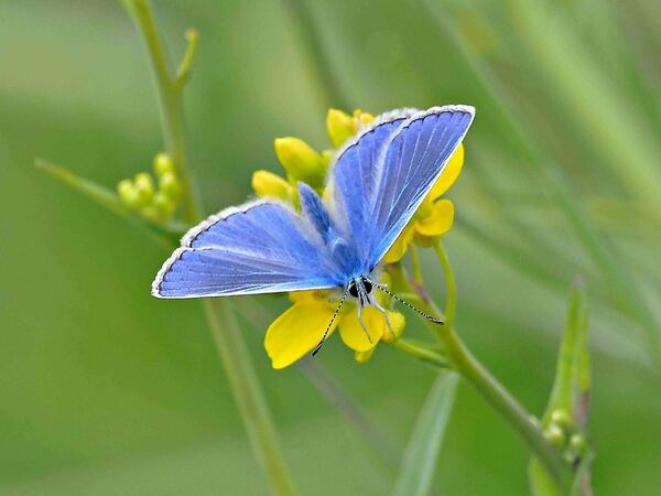 Common blue butterfly