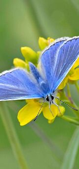 Common blue butterfly