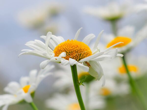 Ox eye daisy