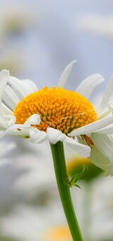 Ox eye daisy