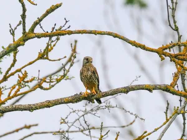 Kestrel