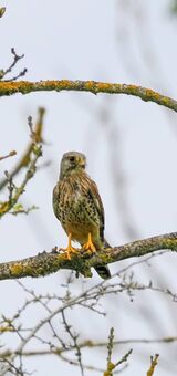 Kestrel