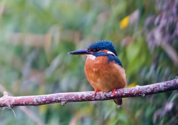 Kingfisher