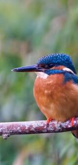 Kingfisher