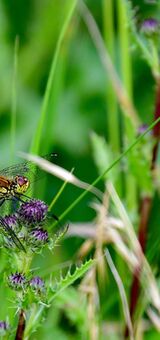 common darter dragonfly