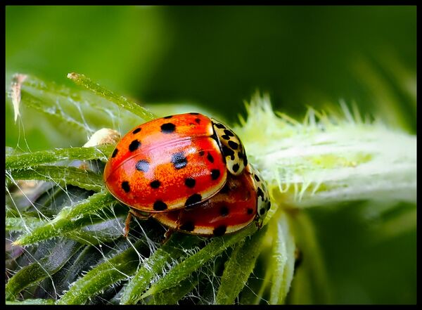 Ladybird mating