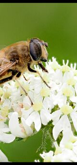 Honey bee