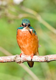 Kingfisher