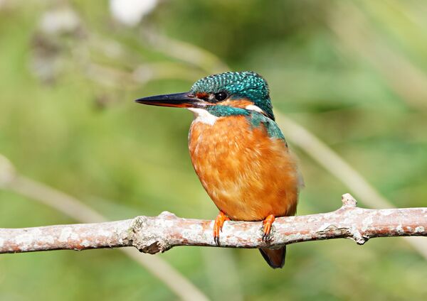Kingfisher (female)