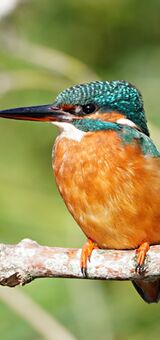 Kingfisher (female)